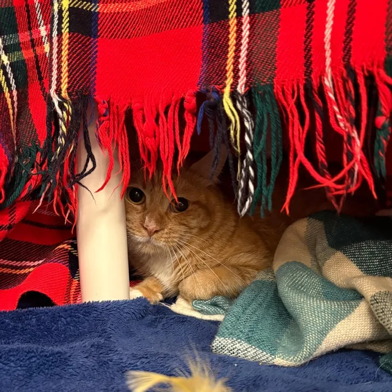 Garfield