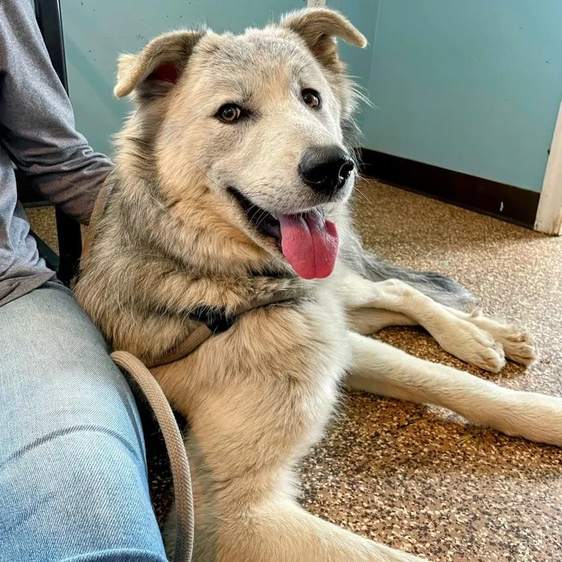 An adult small-sized male Gray / Blue / Silver Great Pyrenees dog named "grim" for adoption in Lyndhurst, VA