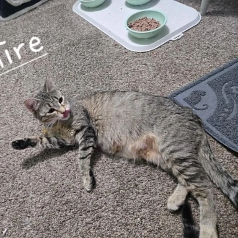 A young small-sized female Gray / Blue / Silver Domestic Short Hair cat named Sapphire C for adoption in Elbow Lake, MN