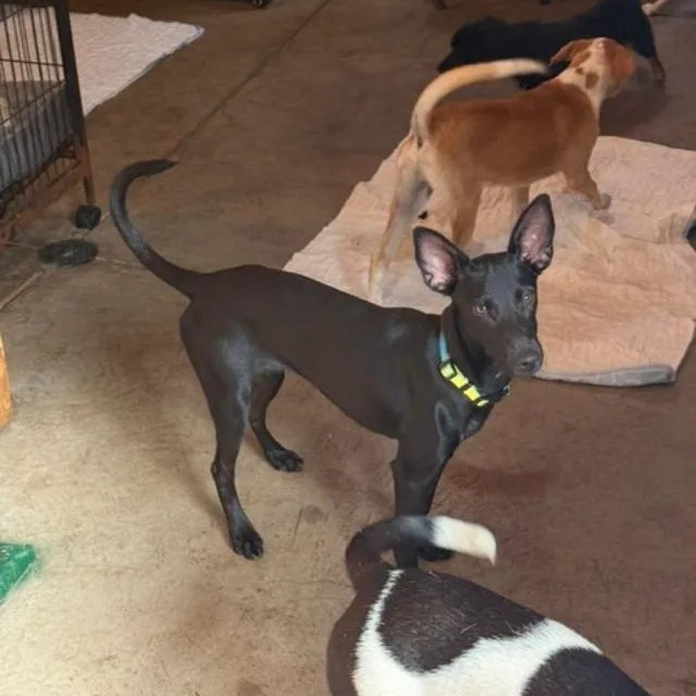 A young small-sized female Shepherd dog named Morena for adoption in Albion, NY