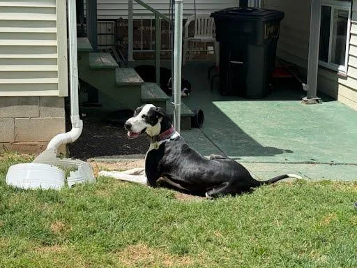 An adult extra large-sized female Great Dane dog named Zola for adoption in Pine Beach, NJ