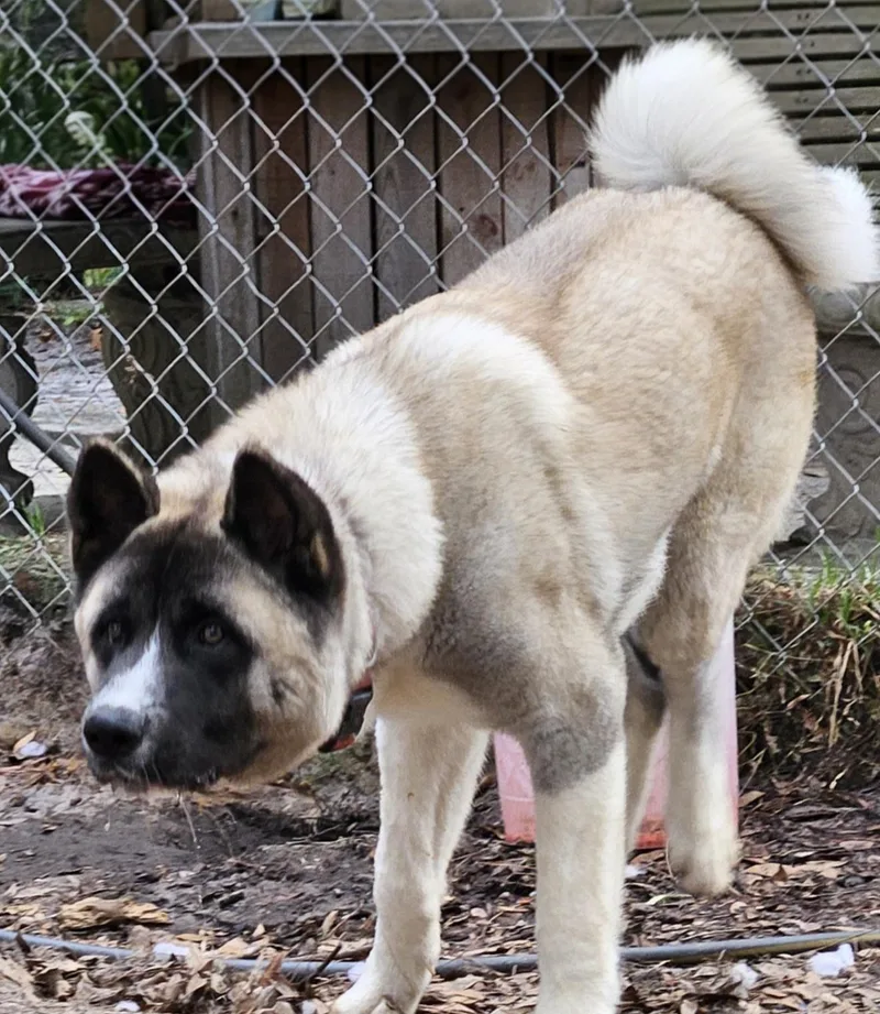 Kuma