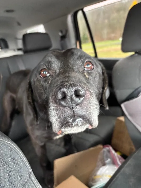 Black Jack thumbnail 2