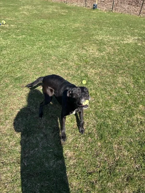 Black Jack thumbnail 3