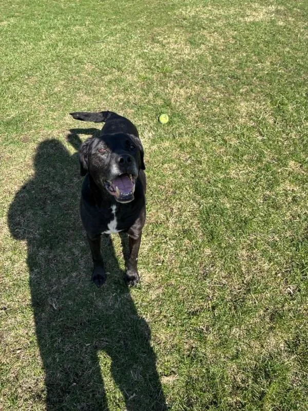 Black Jack thumbnail 4