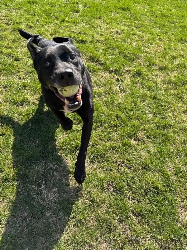 Black Jack thumbnail 5