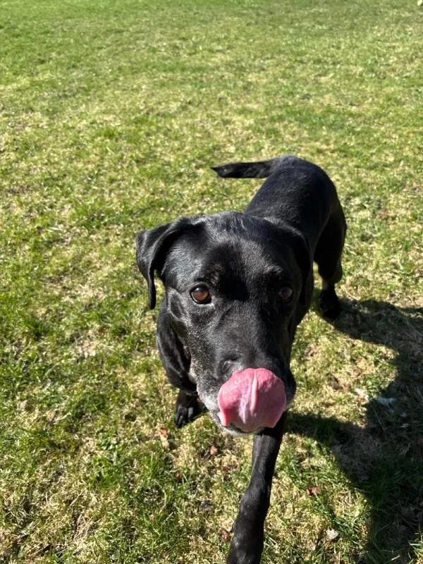 Black Jack thumbnail 6