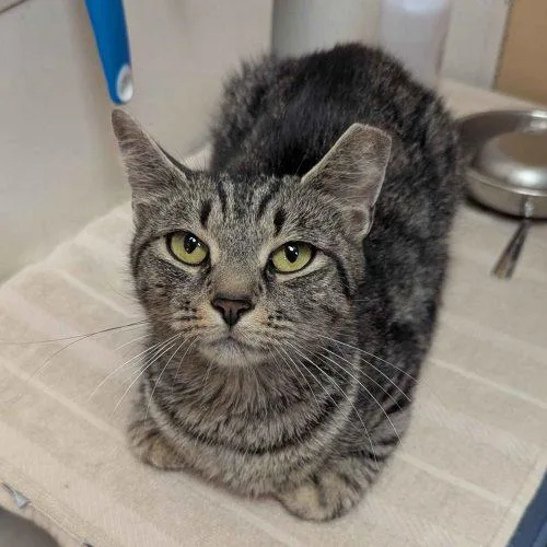 A young medium-sized female Tabby (Brown / Chocolate) Domestic Short Hair cat named Foxi for adoption in Seven Valleys, PA