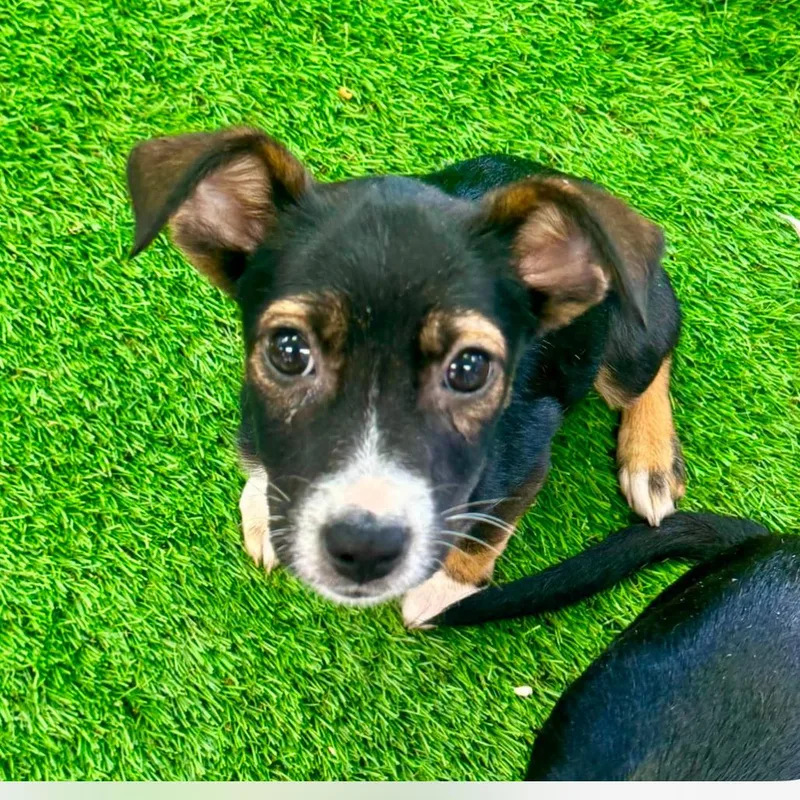 A baby small-sized female Black Mixed Breed dog named Glaze for adoption in Huntsville, AL