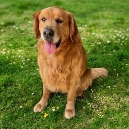 A senior large-sized male Golden Retriever dog named Enzo for adoption in Graham, WA