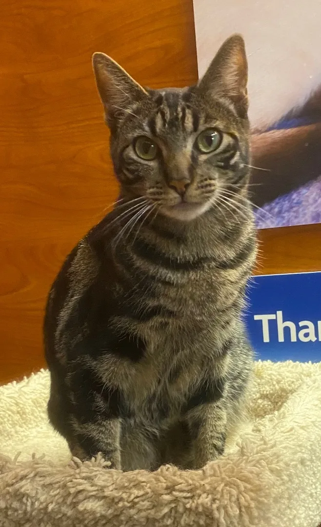 Squeakers thumbnail 3