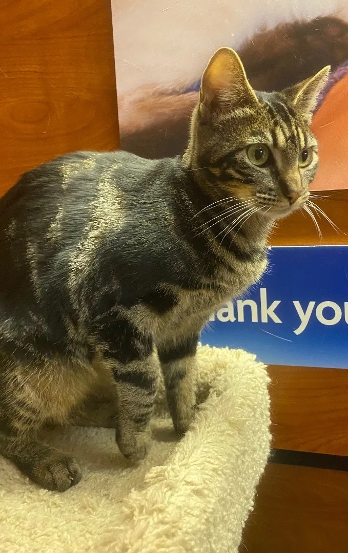 Squeakers thumbnail 4