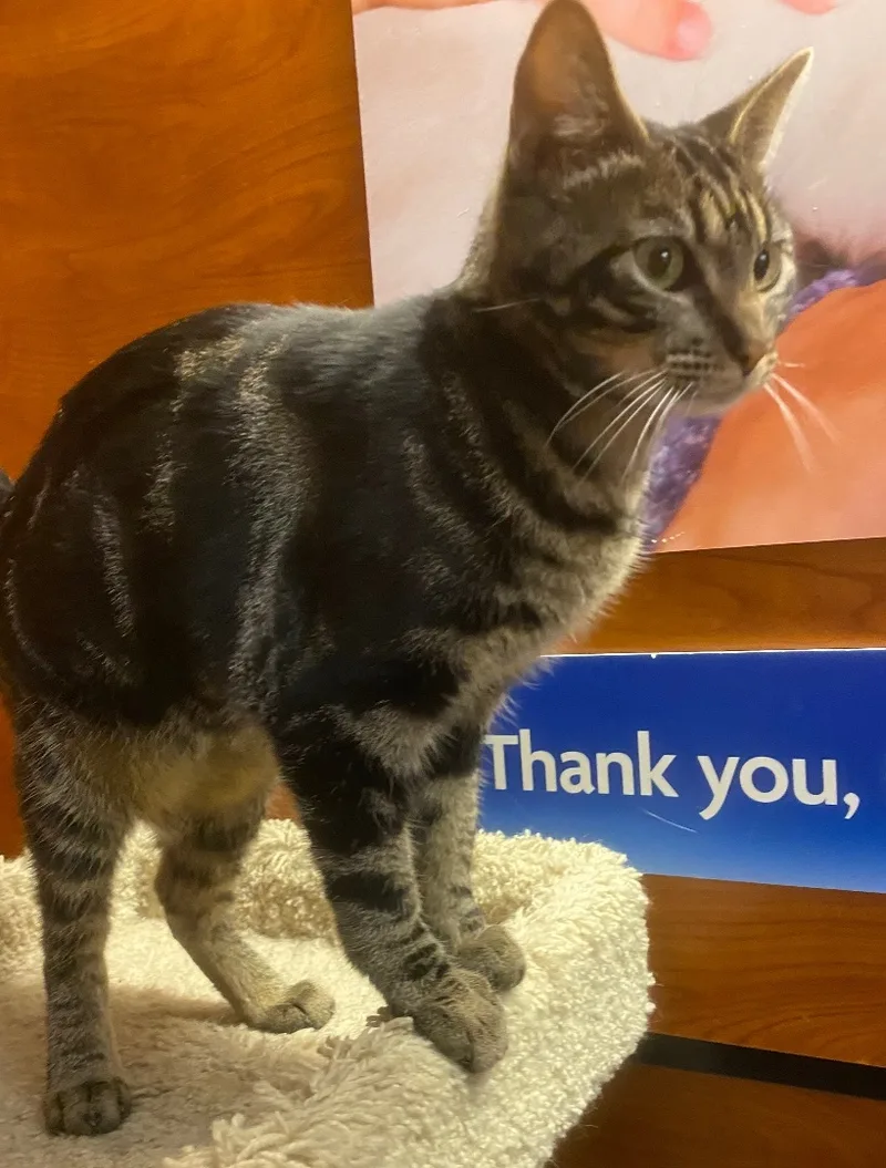 Squeakers thumbnail 5