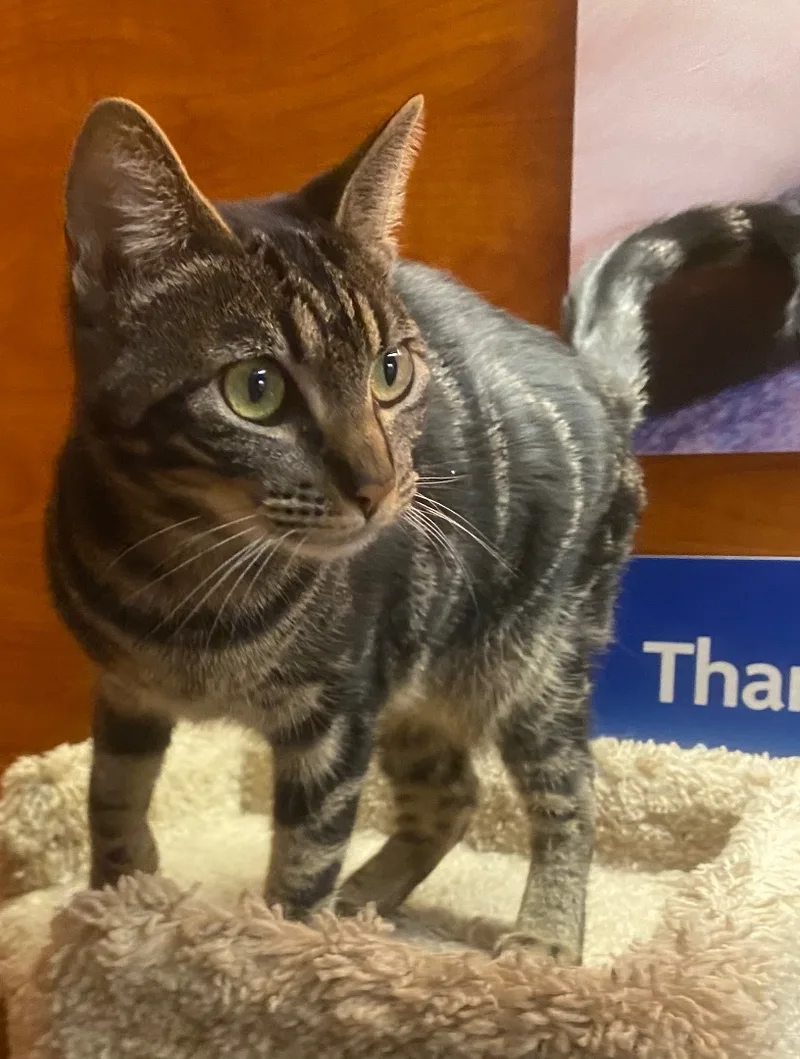 Squeakers thumbnail 6