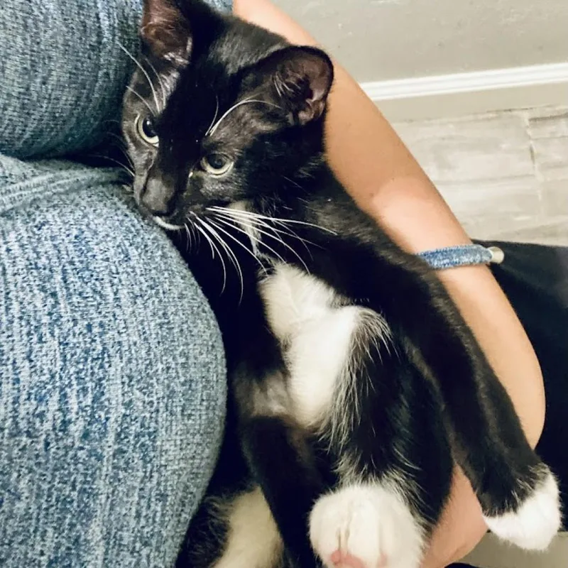 An adult medium-sized female Black Domestic Short Hair cat named Nala Se for adoption in Austin, TX