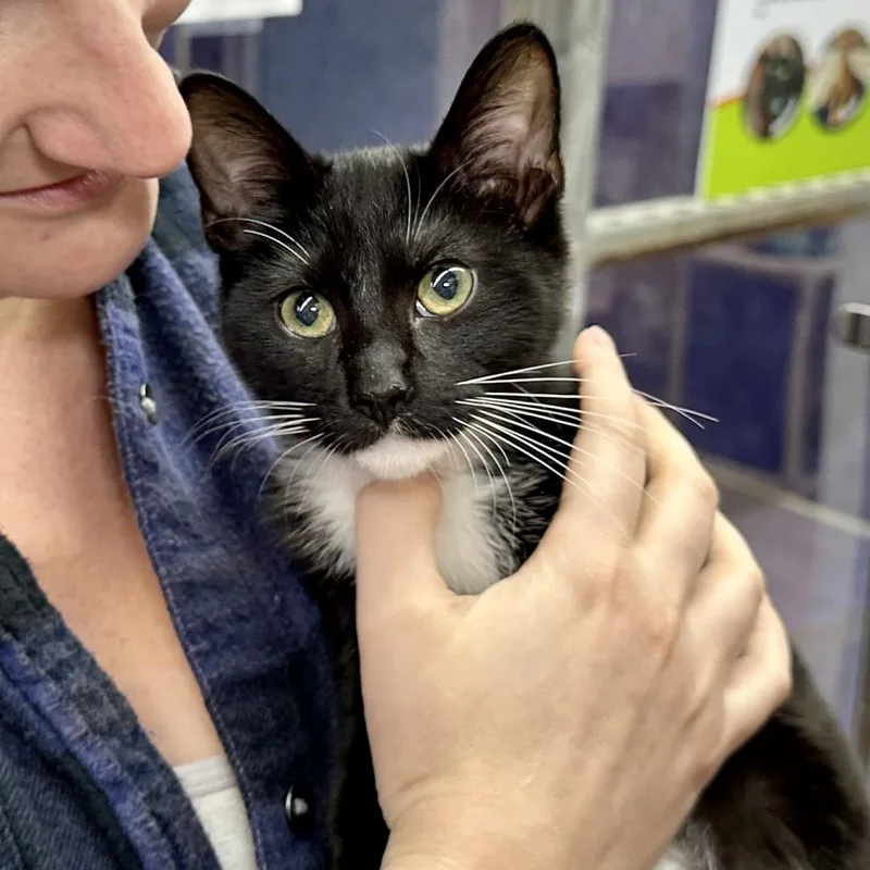 Nala Se thumbnail 2