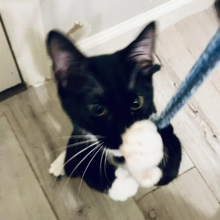 Nala Se thumbnail 3