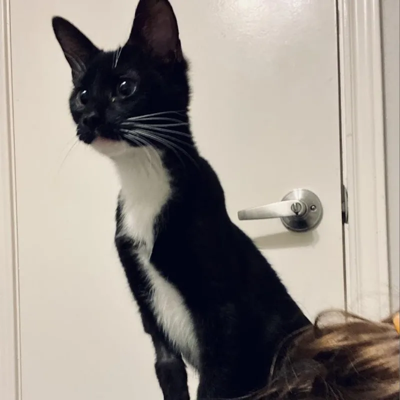 Nala Se thumbnail 5