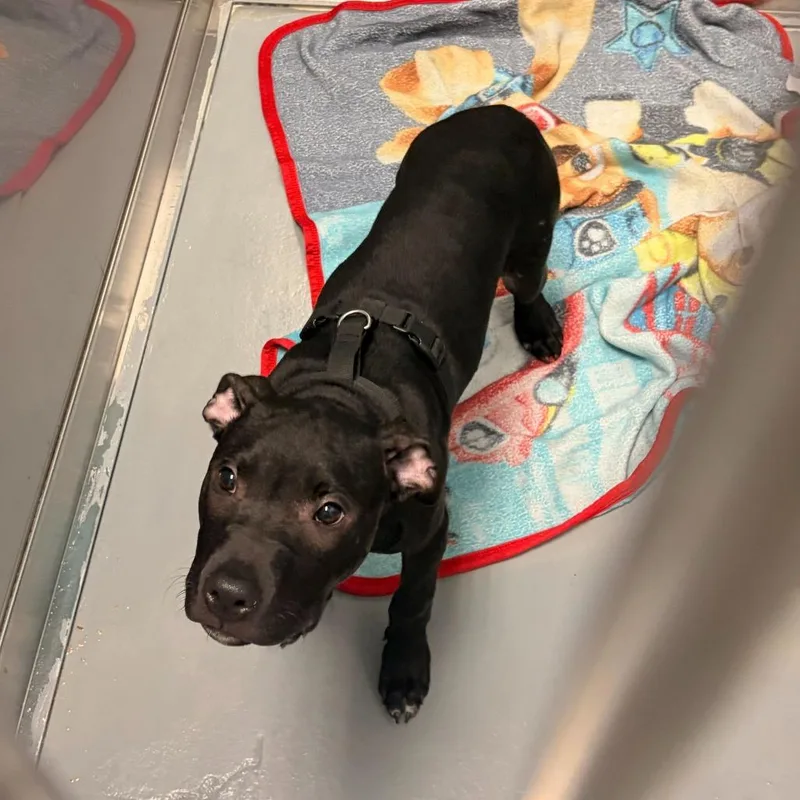 A baby medium-sized male Black Mixed Breed dog named Cornhole for adoption in Davenport, IA