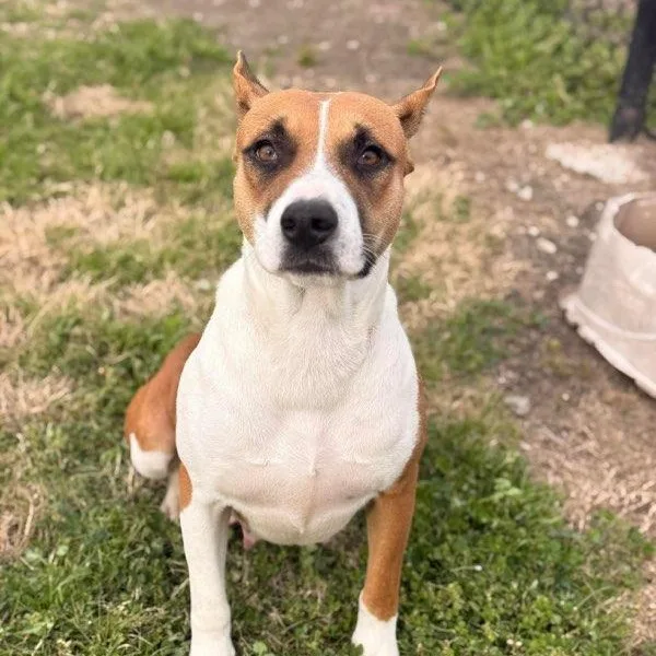 A young medium-sized female Tricolor (Brown, Black, & White) Basenji dog named Harmony for adoption in Corsicana, TX