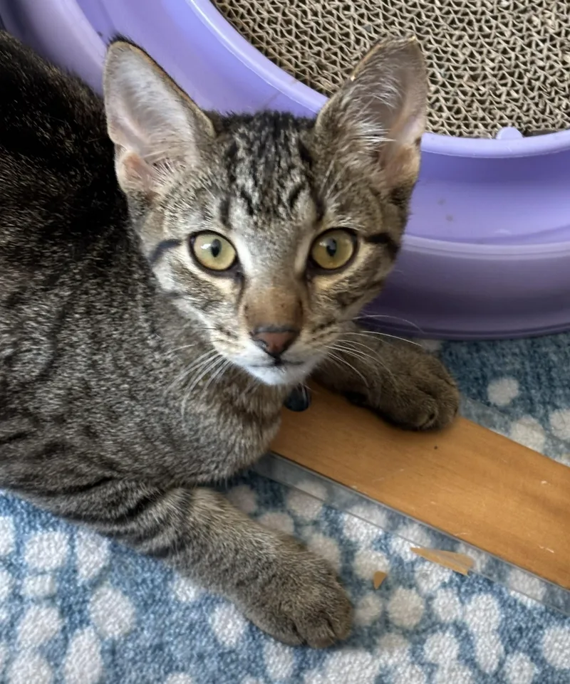 A young large-sized male Brown / Chocolate Domestic Short Hair cat named Dunga for adoption in CHICAGO, IL