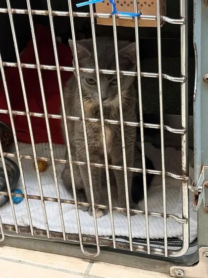 A young medium-sized female Domestic Short Hair cat named Sable for adoption in Baraboo, WI