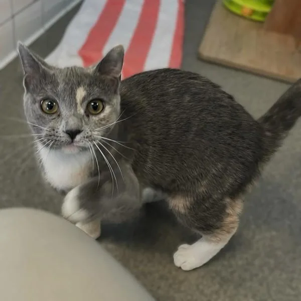 A young medium-sized female Domestic Short Hair cat named Seraphina for adoption in Roanoke, VA
