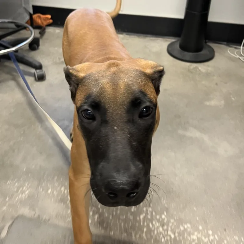 A baby medium-sized male Yellow / Tan / Blond / Fawn Presa Canario dog named Roky for adoption in Tampa, FL