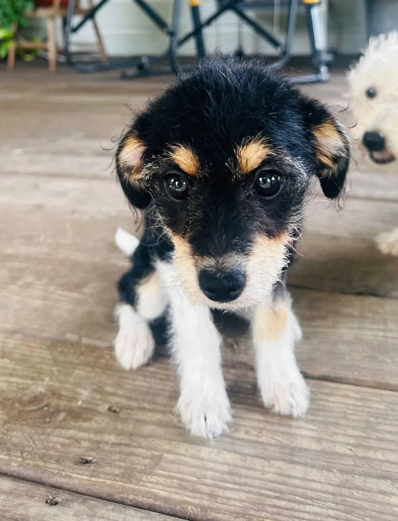 A baby small-sized female Tricolor (Brown, Black, & White) Terrier dog named Melea for adoption in Humble, TX