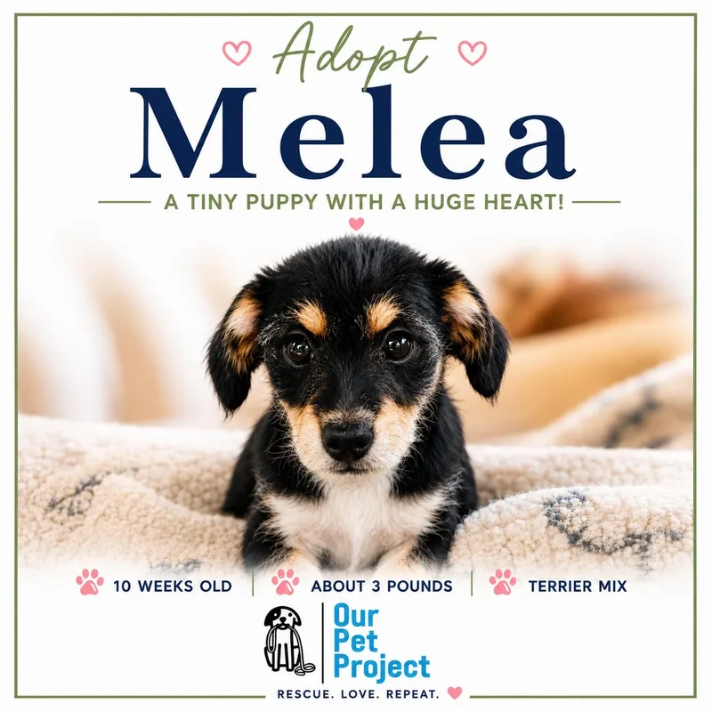Melea thumbnail 4