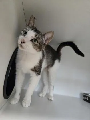 An adult medium-sized female Domestic Short Hair cat named Chaney for adoption in Savannah, GA