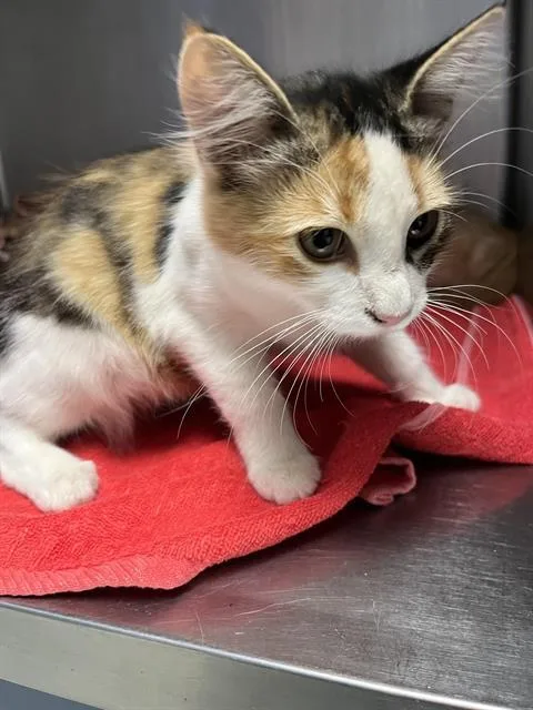 A baby small-sized female Domestic Medium Hair cat named Goldie for adoption in Santa Cruz, CA