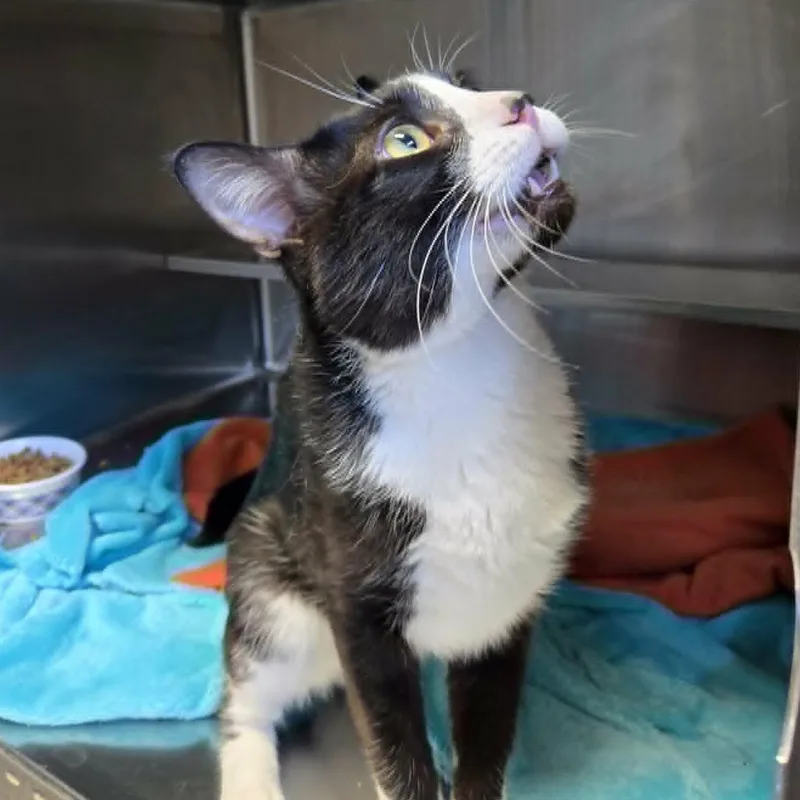 A young medium-sized male Black & White / Tuxedo Domestic Short Hair cat named Monkey for adoption in Watertown, WI
