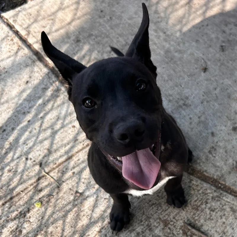 A baby medium-sized male Black Labrador Retriever dog named Gromit for adoption in The Colony, TX