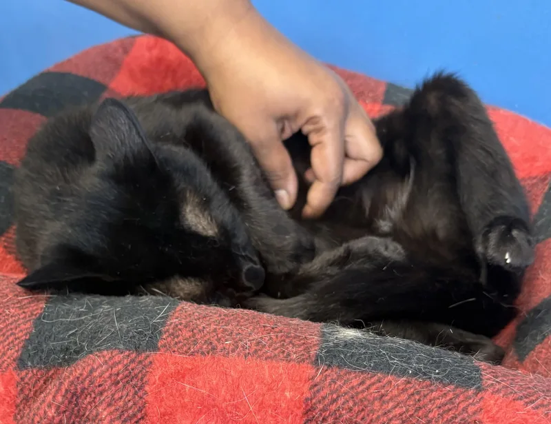 An adult medium-sized male Black Domestic Short Hair cat named Clark for adoption in Columbus, OH