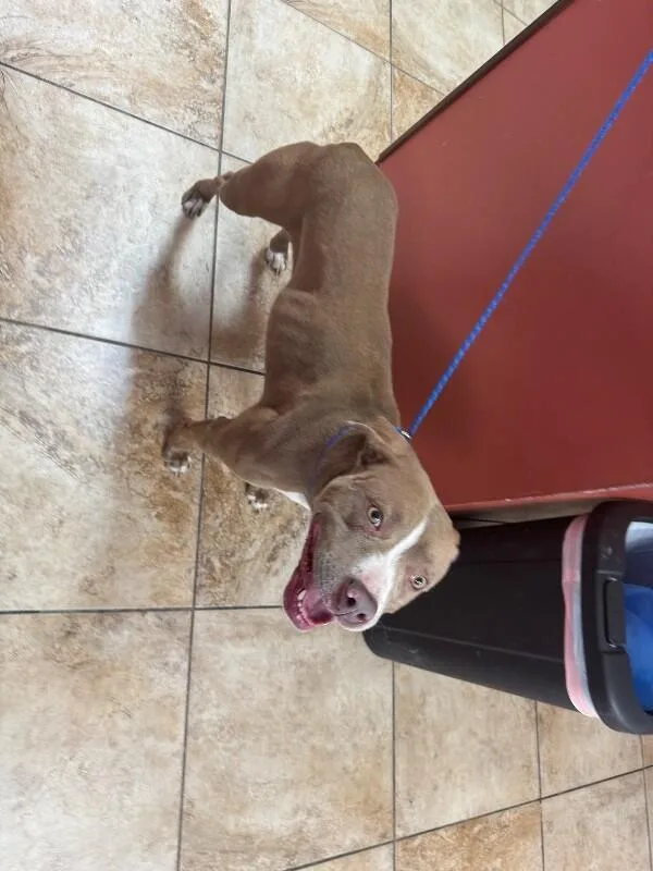 An adult large-sized female Red / Chestnut / Orange Mixed Breed dog named Waverly for adoption in Cincinnati, OH
