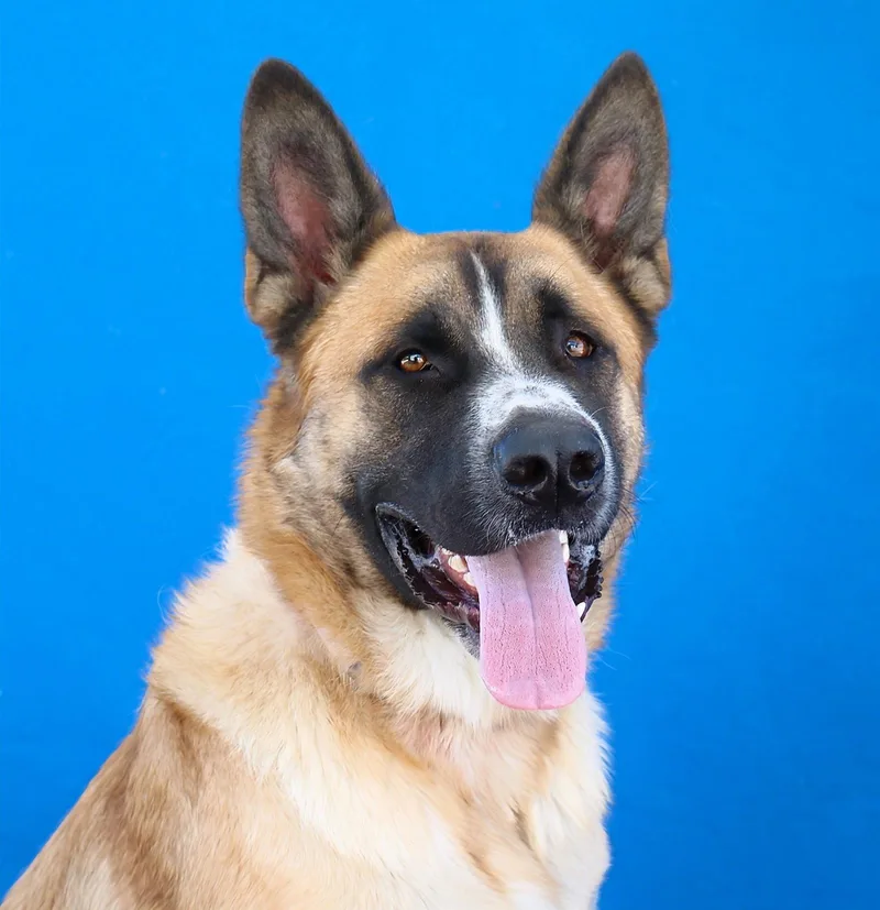 A young medium-sized male German Shepherd Dog dog named Ozzy for adoption in Pasadena, CA
