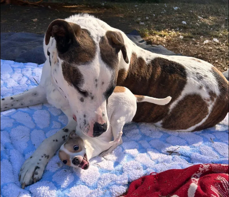 A young large-sized male Brown / Chocolate Pit Bull Terrier dog named Murray for adoption in Fort Mill, SC