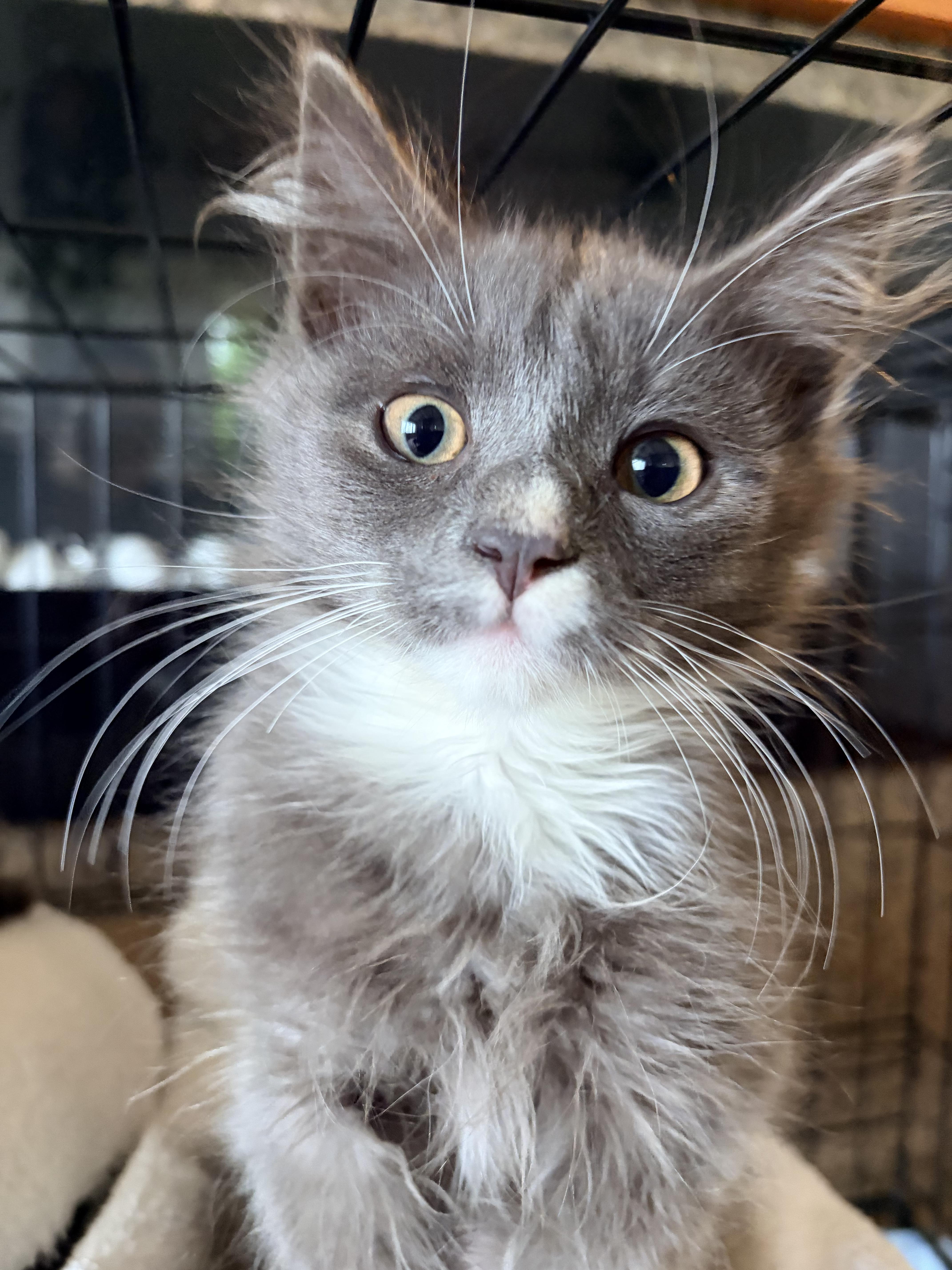 A baby small-sized male Domestic Long Hair cat named Moon for adoption in Des Moines , WA