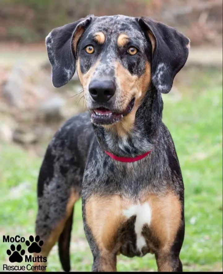 An adult medium-sized female Tricolor (Brown, Black, & White) Catahoula Leopard Dog dog named Jolene for adoption in Sunbright, TN