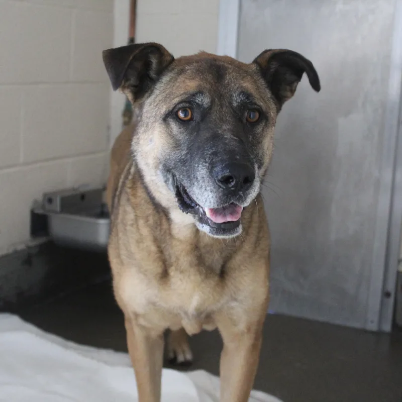 An adult large-sized female Brown / Chocolate Shepherd dog named Wilma for adoption in Yucca Valley, CA