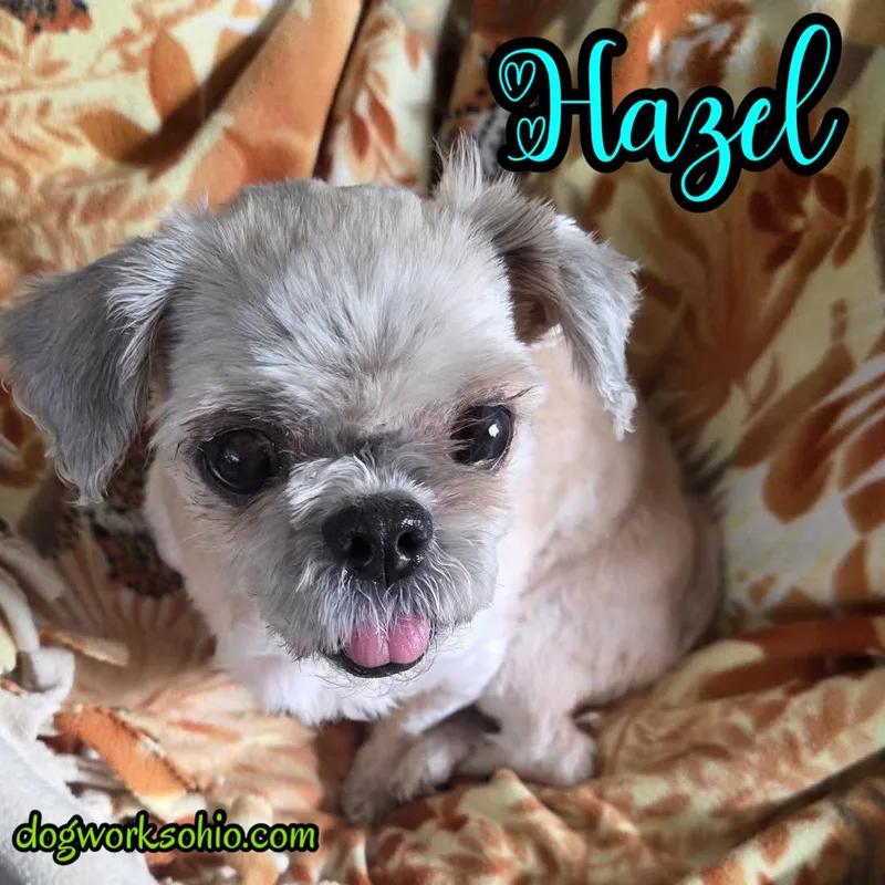 Hazel
