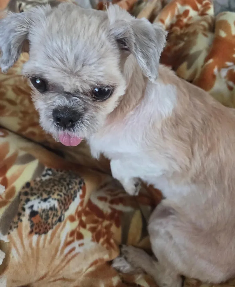 Hazel thumbnail 2