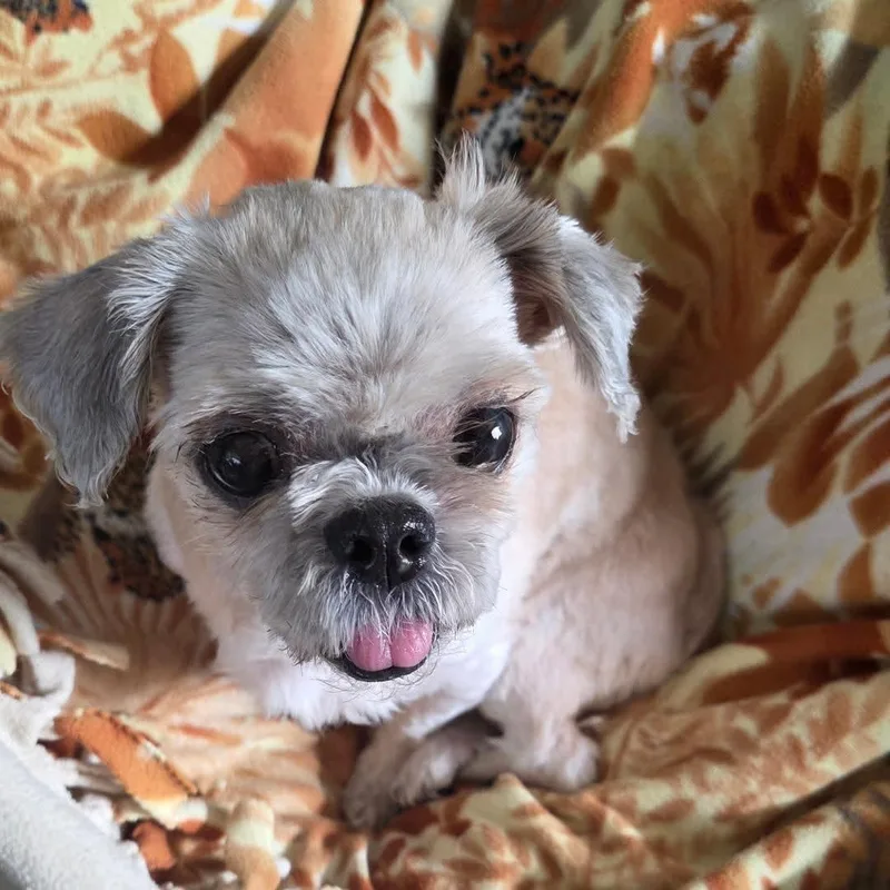 Hazel thumbnail 3