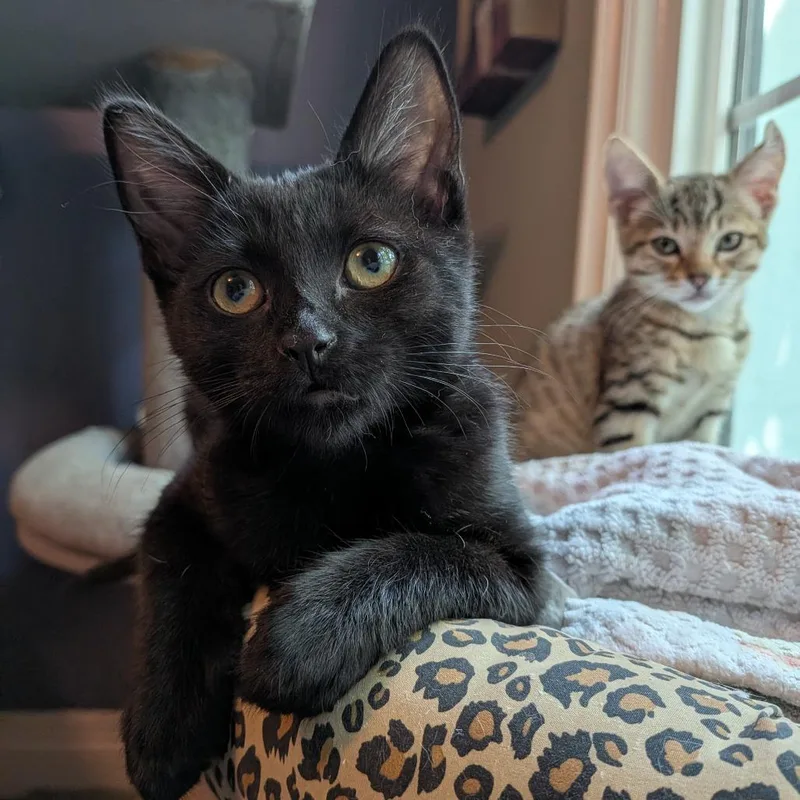 A baby small-sized female Black Domestic Short Hair cat named Sandwich for adoption in Long Beach, CA