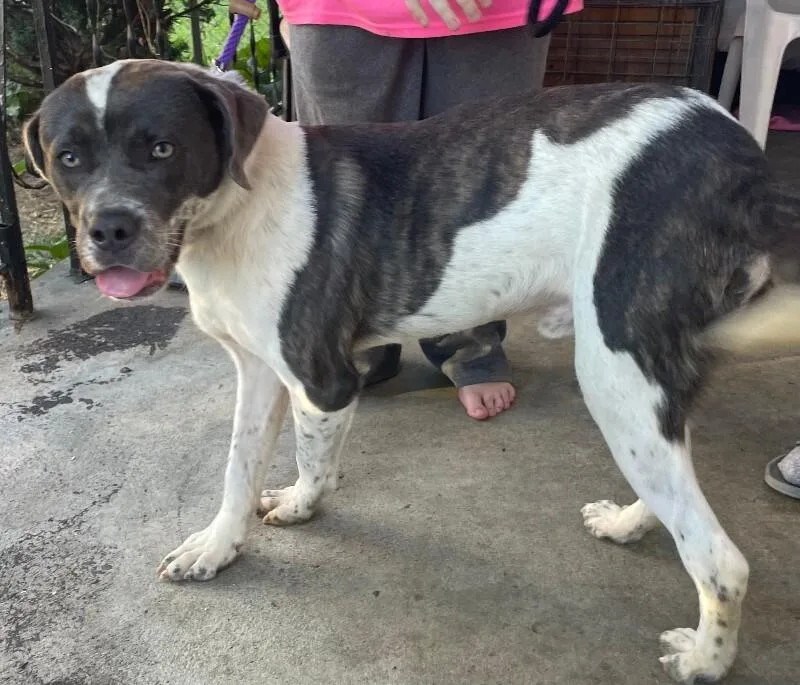 A young medium-sized male Brown / Chocolate Mixed Breed dog named Quincy for adoption in Cincinnati, OH