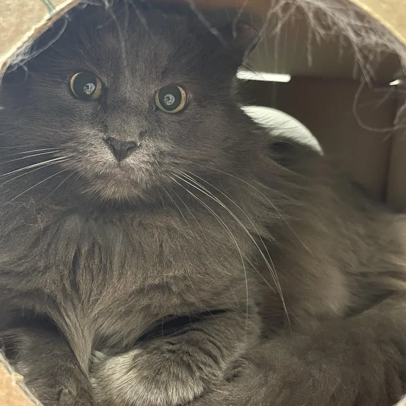 Meredith thumbnail 2