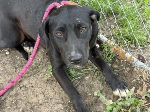 A young medium-sized female Pit Bull Terrier dog named Miss Blaque for adoption in Tulsa, OK
