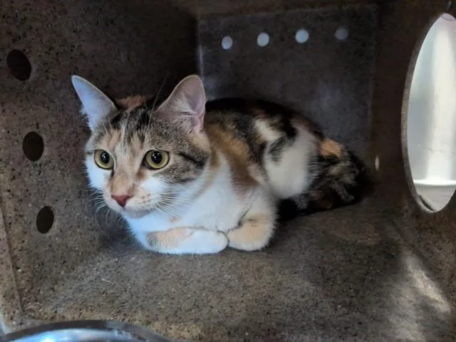 An adult medium-sized female Domestic Short Hair cat named Rue for adoption in Lancaster, CA