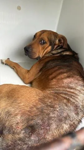 An adult large-sized male Bloodhound dog named A for adoption in Houston, TX